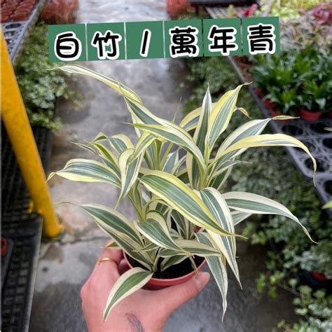 淨化空氣招財室內植物|室內植物招財必備！8種自帶福運的植物，讓你家運興旺財運滾滾